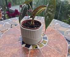 Alocasia plant - indoor plant - house plant