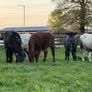 6 super shorthorn 5 star heifers Image 6