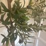 Huge Filament Olive tree in superb Moroccan vessel Image 3