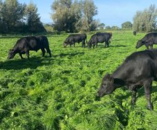 Beef cattle
