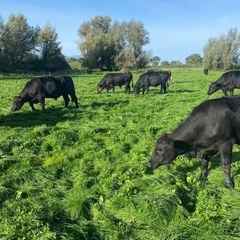 Beef cattle