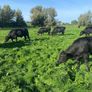 Beef cattle Image 2