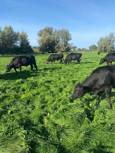 Beef cattle