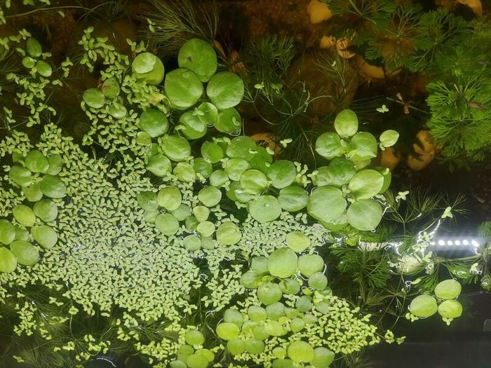 aquarium plants