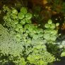 aquarium plants Image 4