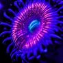 Gobstopper Zoa Image 2