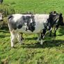 Heifers Image 9