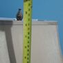table lamp Image 8