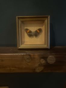 Antique Butterfly picture
