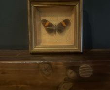 Antique Butterfly picture