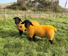 Pedigree Suffolk Ram Lambs