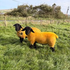Pedigree Suffolk Ram Lambs