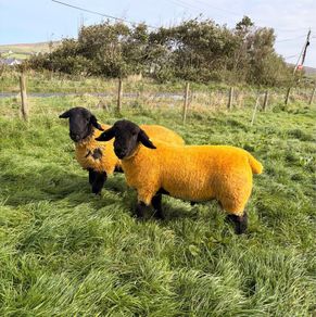 Pedigree Suffolk Ram Lambs