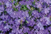 (L) Lobelia Crystal Palace seeds 0.1g (414376)