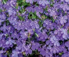 (L) Lobelia Crystal Palace seeds 0.1g (414376)