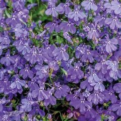 (L) Lobelia Crystal Palace seeds 0.1g (414376)