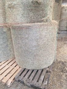 Green hay