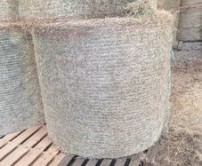 Green hay