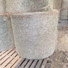 Green hay