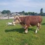 Hereford bulls Image 4