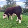 Hereford Bull Image 5