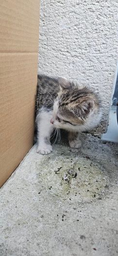 Adoption