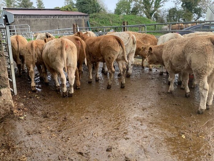 35 super 380kg charlaois heifers