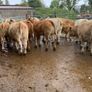 35 super 380kg charlaois heifers Image 4