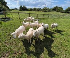 sheep