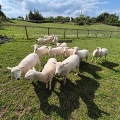 sheep