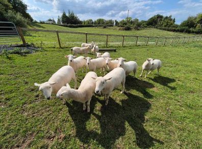 sheep