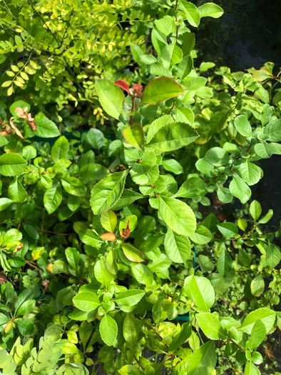 Japanese Quince, Chaenomeles japonica.