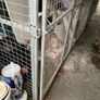 Dog Cage Image 4