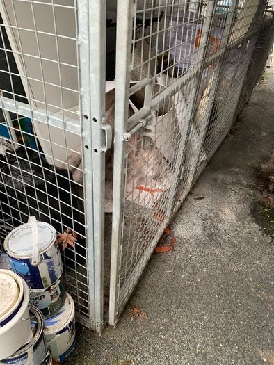 Dog Cage