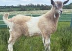 Puck Toggenburg Dairy Goat