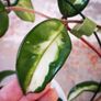 Hoya Carnosa 'Marlea' Image 5