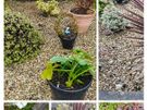 Gardener Image 5