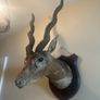 Antique Taxidermy Antelope Royal Irish Rifles Provenance Image 4