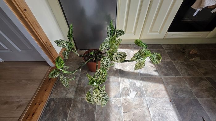 House Plant