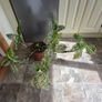House Plant Image 2