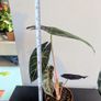 Alocasia Pink Dragon Plant Image 3