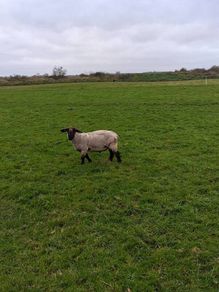 Suffolk