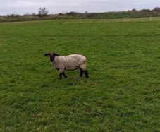 Suffolk