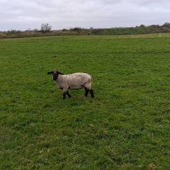 Suffolk