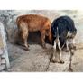 Weanling heifers Image 2