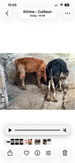 Weanling heifers