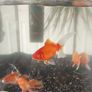 fishing tank Image 4