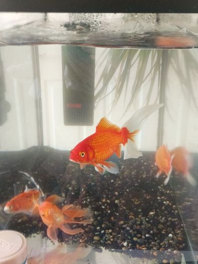 fishing tank