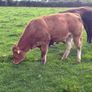 LMX - Organic heifers Image 7