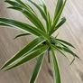 spider plant in ceramic pot Image 3
